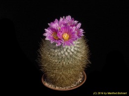 Gymnocactus beguinii 728